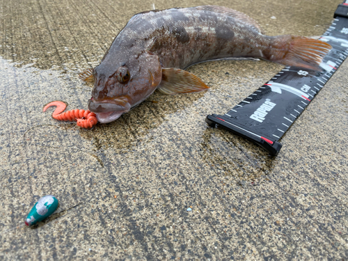 アイナメの釣果