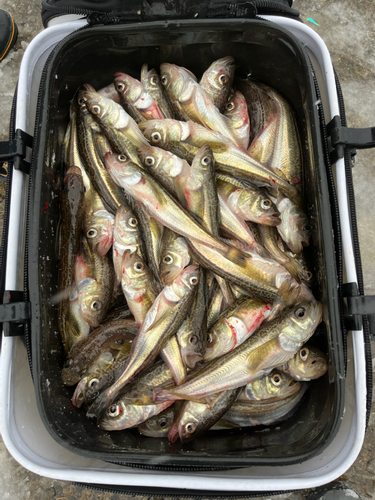 ハタハタの釣果