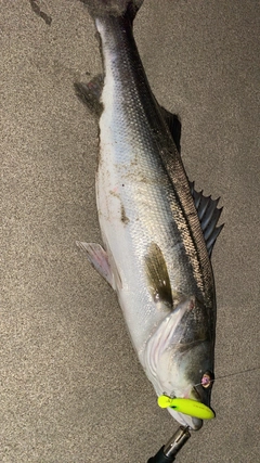 シーバスの釣果