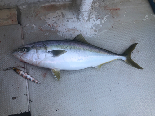 ハマチの釣果