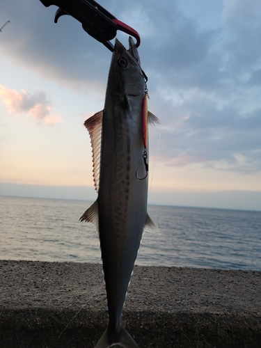 サゴシの釣果