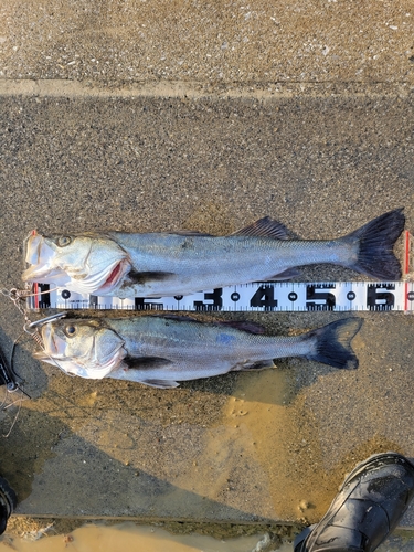 シーバスの釣果