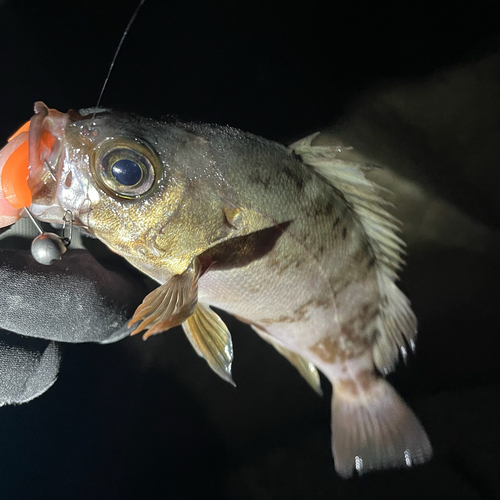 クロメバルの釣果