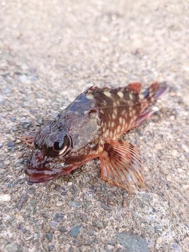 カサゴの釣果