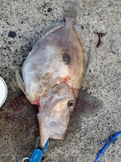 マトウダイの釣果