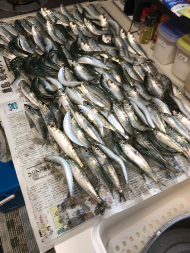 マイワシの釣果