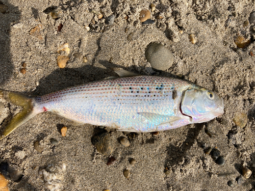 コノシロの釣果