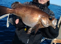 シロメバルの釣果