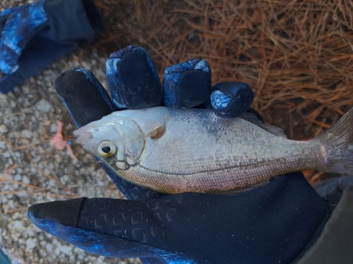 ウミタナゴの釣果