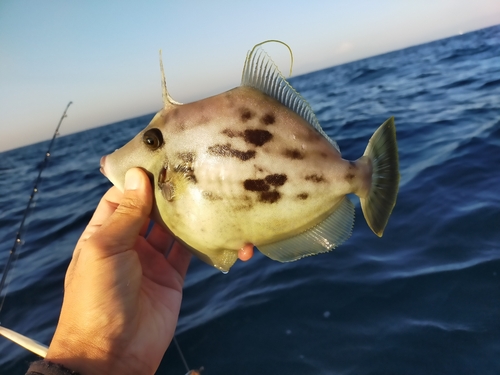 カワハギの釣果