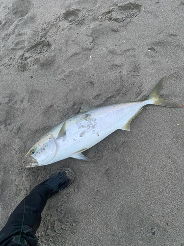 ブリの釣果