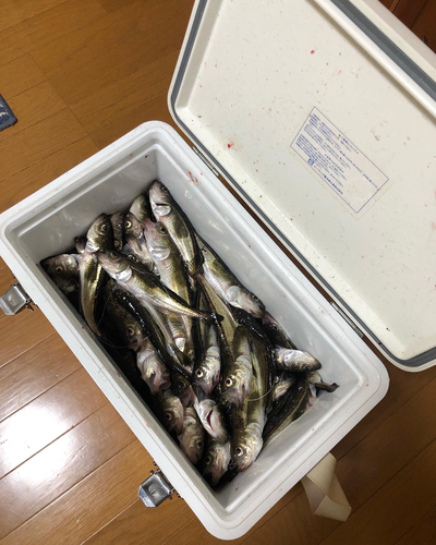 ハタハタの釣果