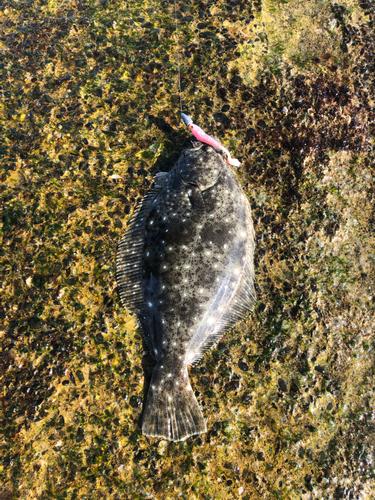 ソゲの釣果