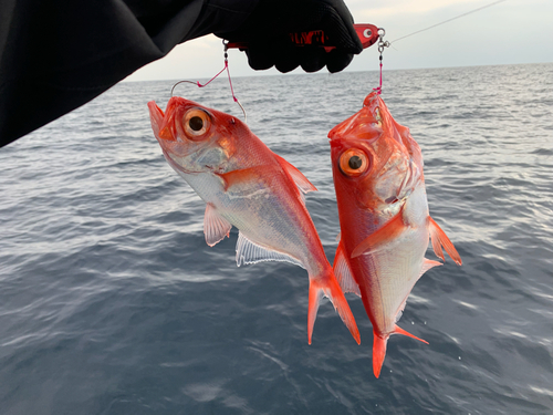 キンメダイの釣果