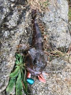 カジカの釣果