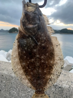 ヒラメの釣果