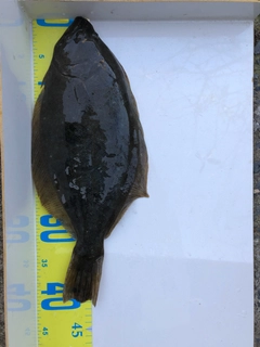 ヒラメの釣果