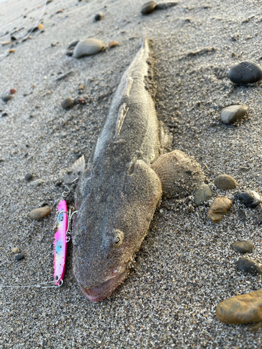 マゴチの釣果