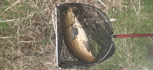 コイの釣果