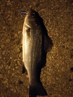 セイゴ（マルスズキ）の釣果