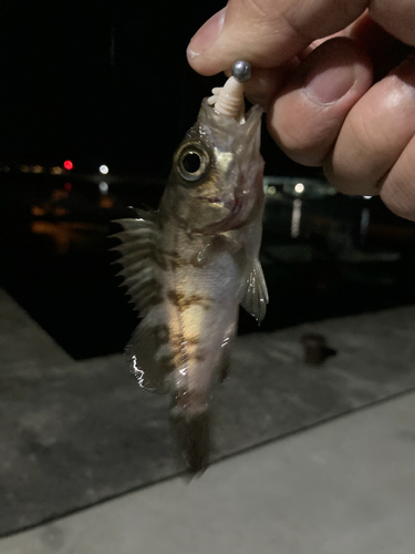 シロメバルの釣果