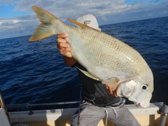 サザナミダイの釣果