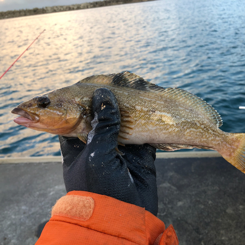 アイナメの釣果