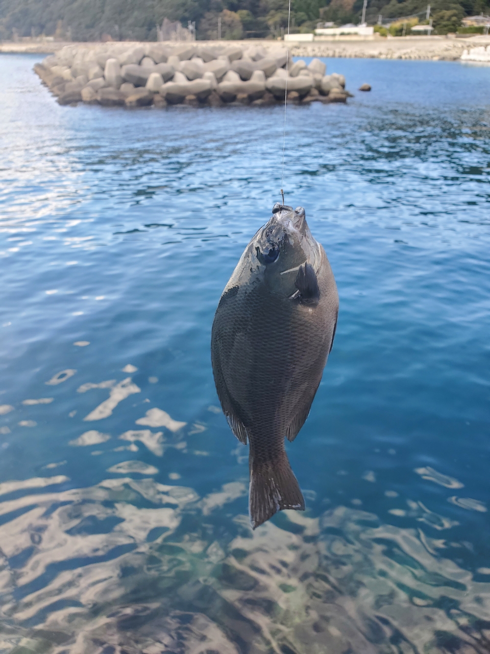 クチブトグレ