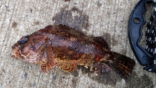 カサゴの釣果