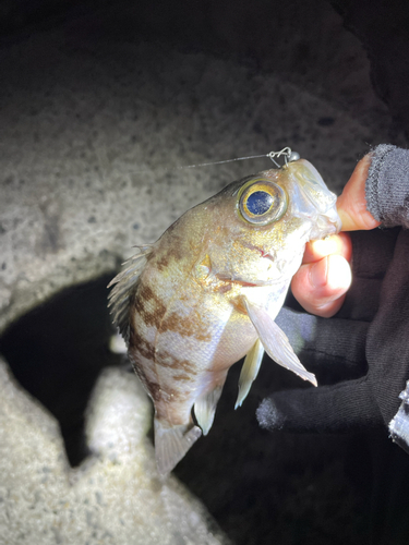 アカメバルの釣果