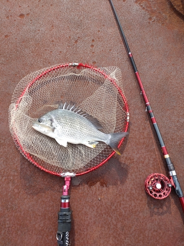 キチヌの釣果