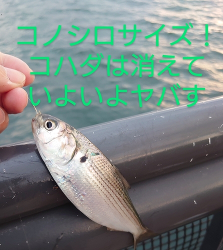 コノシロの釣果