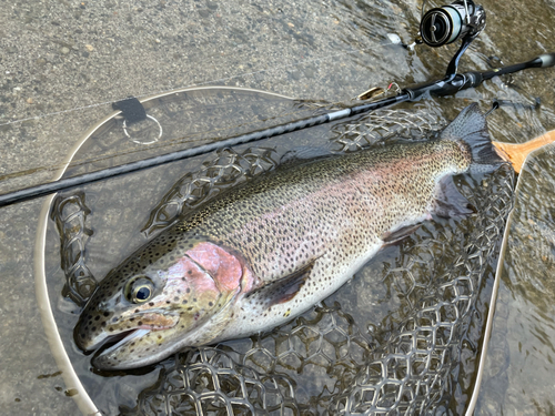 ニジマスの釣果