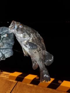 クロソイの釣果