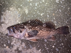 クロソイの釣果