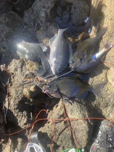 オナガグレの釣果