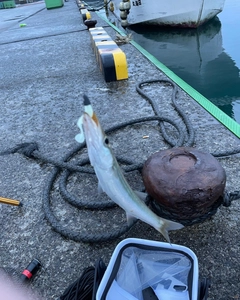 カマスの釣果