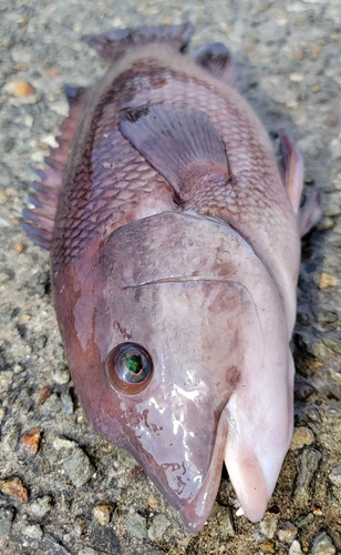 コブダイの釣果