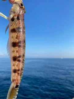 ハゼの釣果