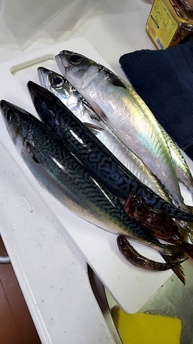 マハゼの釣果