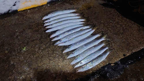 カマスの釣果