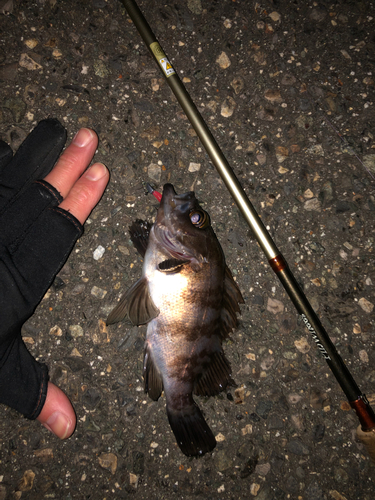 メバルの釣果