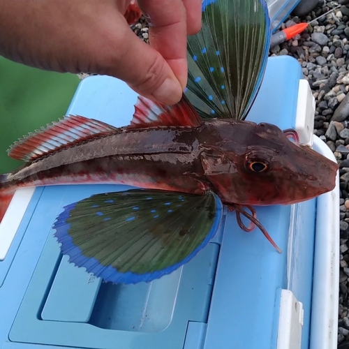 ホウボウの釣果