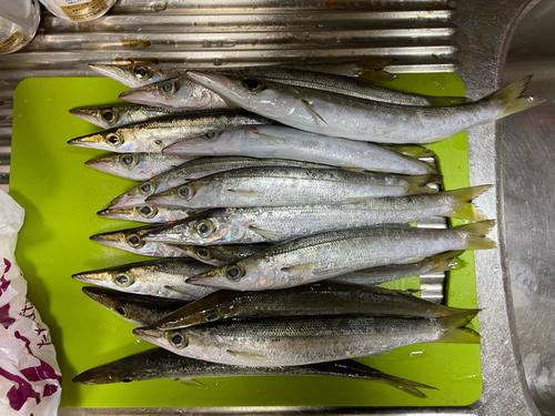 カマスの釣果