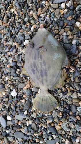 カワハギの釣果