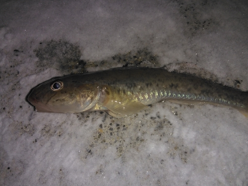 マハゼの釣果