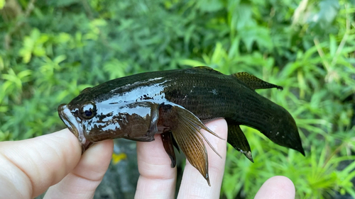 ホシマダラハゼの釣果