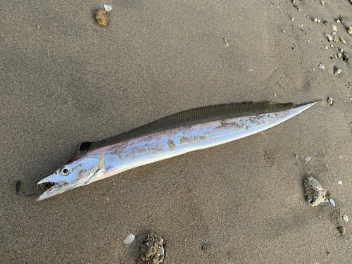 タチウオの釣果