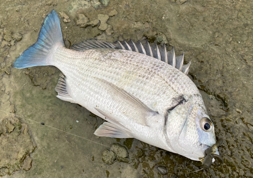 ミナミクロダイの釣果