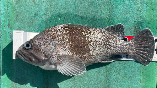 ソイの釣果